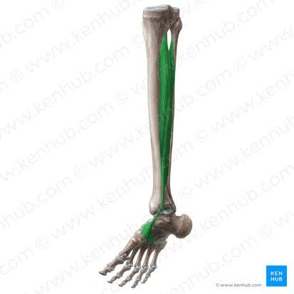 <p>Tibialis Posterior</p>