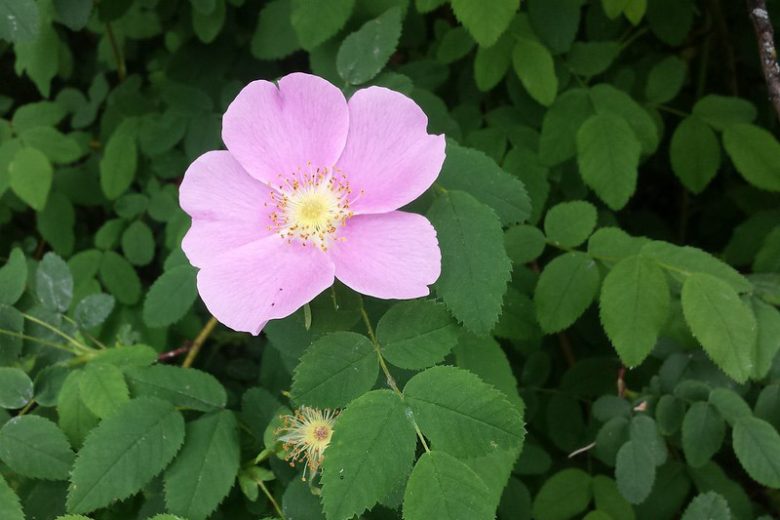 <p><span><em>Rosa nutkana</em></span></p>