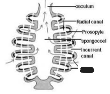 <p>What structure is blacked out?</p>