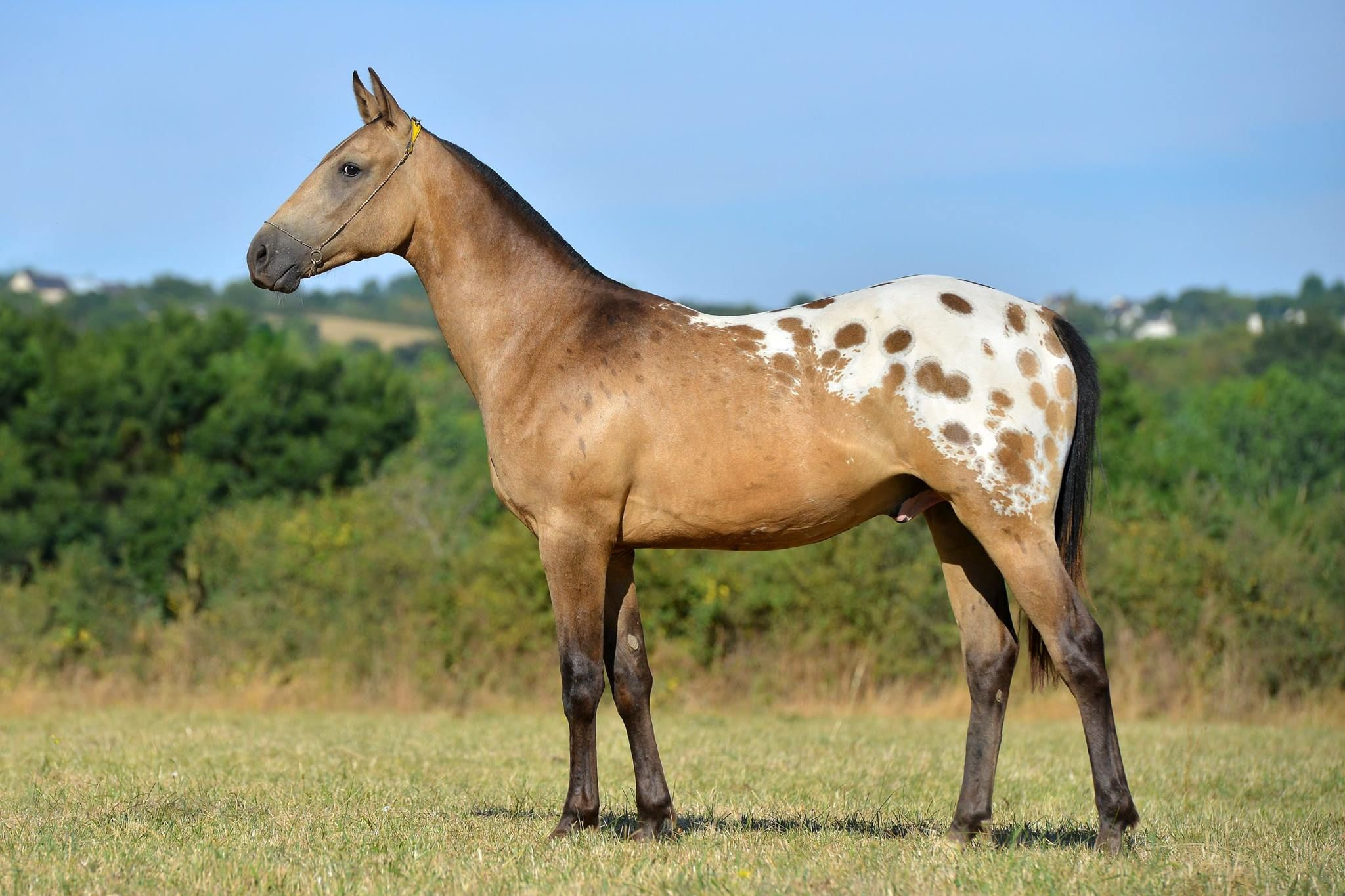 <p>What are important physical color characteristics of the Appaloosa?</p>