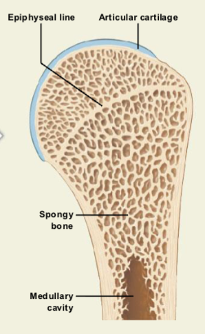<ul><li><p>At maturity, <strong>cartilage growth slows while osteoblast activity increases</strong>.</p></li><li><p>The <strong>epiphyseal plate becomes thinner and eventually disappears</strong>.</p></li><li><p>This is called <strong>epiphyseal closure</strong>, ending bone length growth.</p></li><li><p>The remaining mark is the <strong>epiphyseal line</strong>, and <strong>articular cartilage remains at the joint surface</strong>.</p></li></ul><p></p>