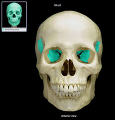 <p>contains eleven other key bone structures</p>