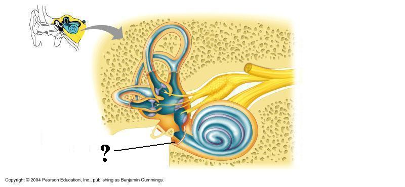 <p>Identify the indicated opening</p>