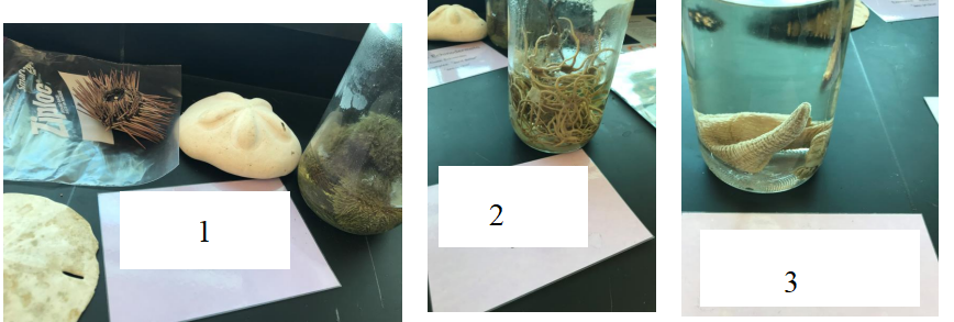 <p>Phylum, class, and examples for 1-3.</p>