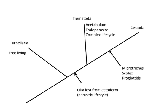 <p>Phlyum Platyhelminthes</p>