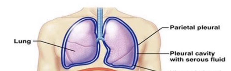 <p><span><strong>space around each lung that contains pleural fluid</strong></span></p><p><span><strong>Inside thoracic cavity</strong></span></p>