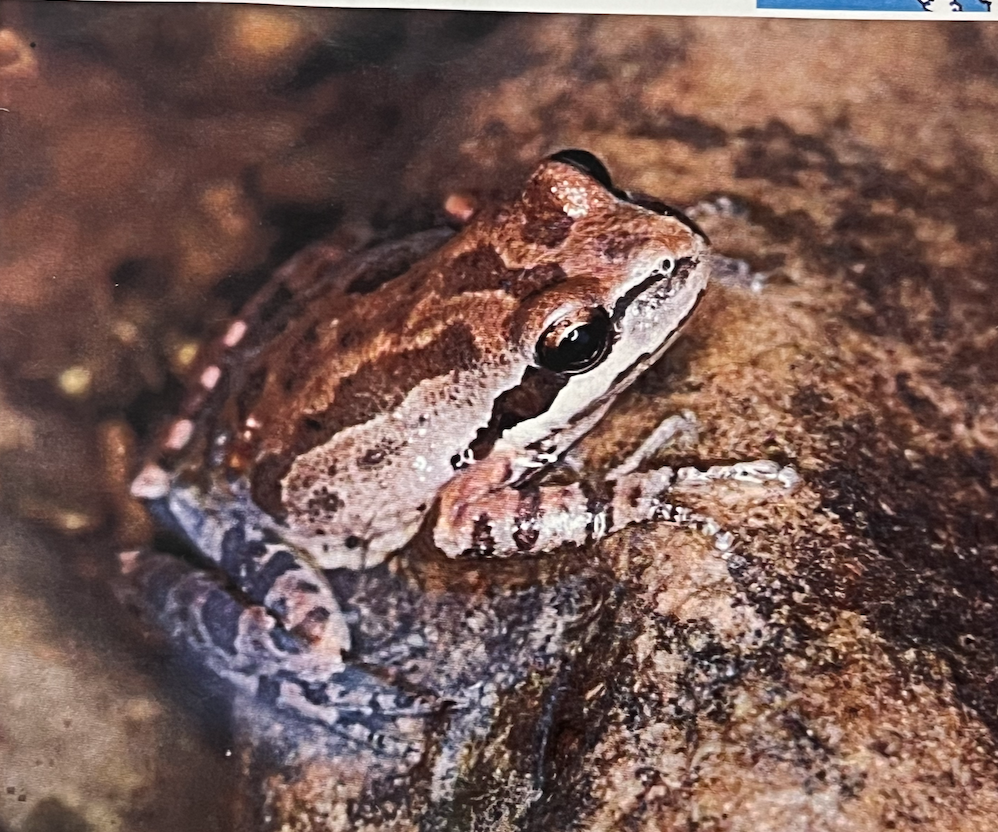 <p>Pseudacris regilla</p>