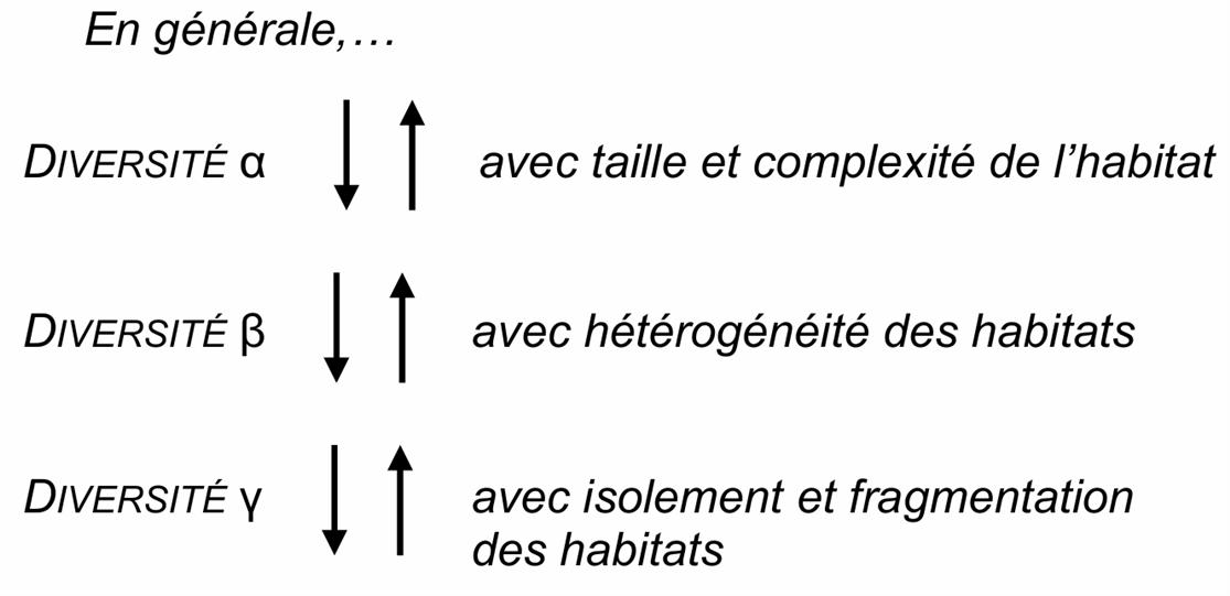 <p>La diversité alpha est principalement influencée par les caractéristiques locales du milieu, notamment :</p><ul><li><p>la taille de l’habitat,</p></li><li><p>la complexité structurelle,</p></li><li><p>la disponibilité en ressources,</p></li><li><p>les conditions abiotiques locales (température, humidité, lumière, substrat).</p></li></ul><p>En général, plus un habitat est complexe et hétérogène à petite échelle, plus la diversité alpha tend à être élevée.</p>