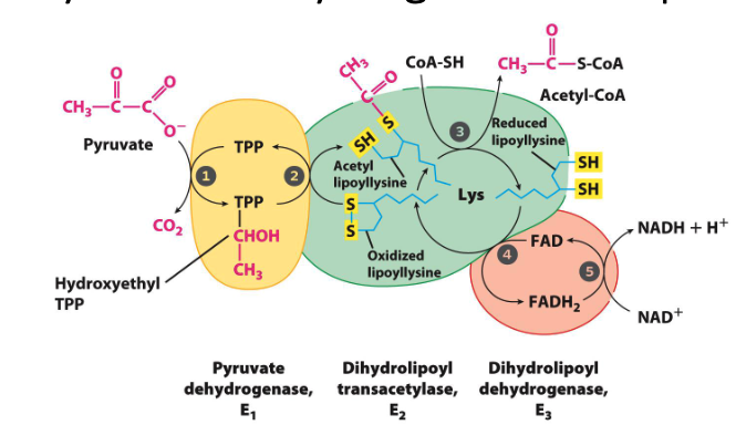<ul><li><p>large enzyme complex that catalyzes the rxn</p></li><li><p>three enzymes (E1, E2, E3)</p><ul><li><p>allow substrates to travel from one active site to the next</p></li></ul></li></ul><img src="https://assets.knowt.com/user-attachments/f64a625a-a126-4f1d-88c7-d1c52d302aaa.png" data-width="100%" data-align="center" alt="knowt flashcard image"><p></p>