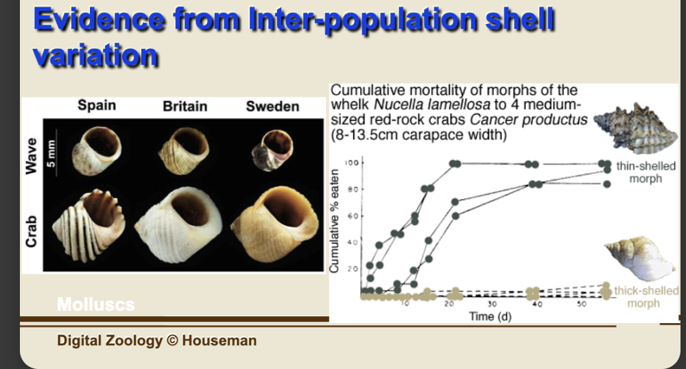 <p>-Predators are different causing the need for different/changed prey</p><p>-shells got thicker and harder to grap (spikes etc)</p><p>-grow faster! (crab claws can crush small shells) </p><p>-shorten spire! (crabs can snip it off)</p><p>-Narrow apertures! (crabs scrape from inside out) </p>