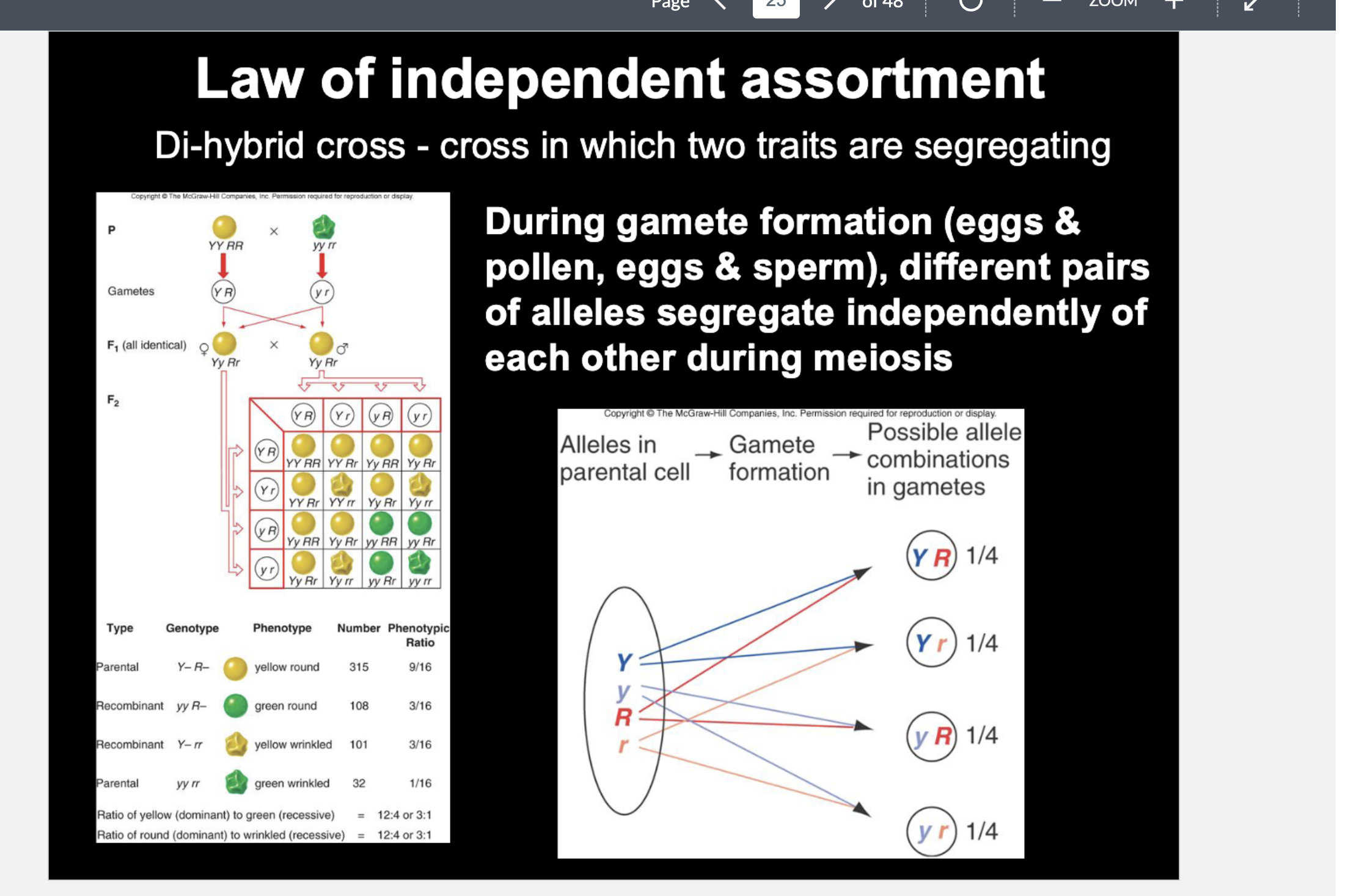 <p>Independent assortment is the independent segregation of different homologous chromosome pairs during meiosis, allowing different combinations of alleles to enter gametes</p>