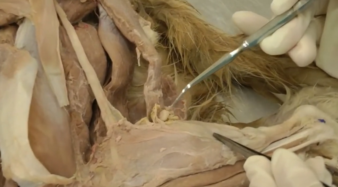 <p>Name for lymph node of back leg and general location</p>