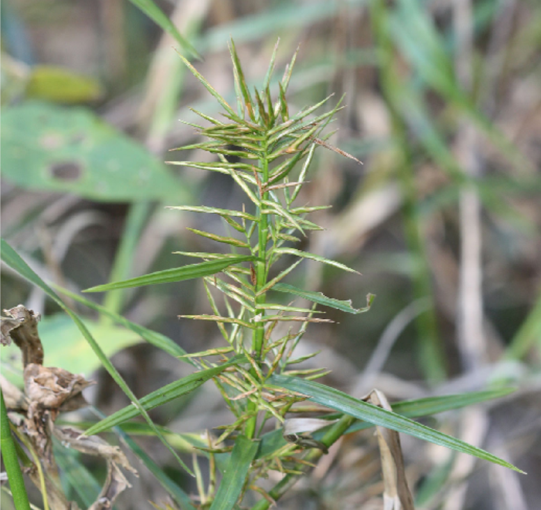 <p>Cyperaceae</p>