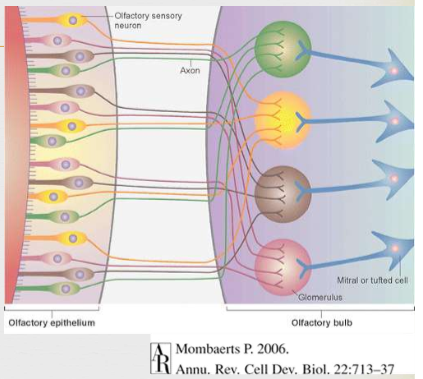 <p><span>Axons of olfactory receptor cells synapse on 3 types of neurons in the olfactory bulb. These neurons are contained in units called glomeruli. Usually receive input from sensory neurons expressing the same type of olfactory receptor (convergence of axons and dendrites of neurons below) Mitral &amp; tufted cells: projection neurons to olfactory tract. Periglomerular : Inhibitory interneuron. Granule cells: are also found in the OB, another inhibitory interneuron that receives excitatory input from mitral cells. All allow for odor discrimination</span></p>
