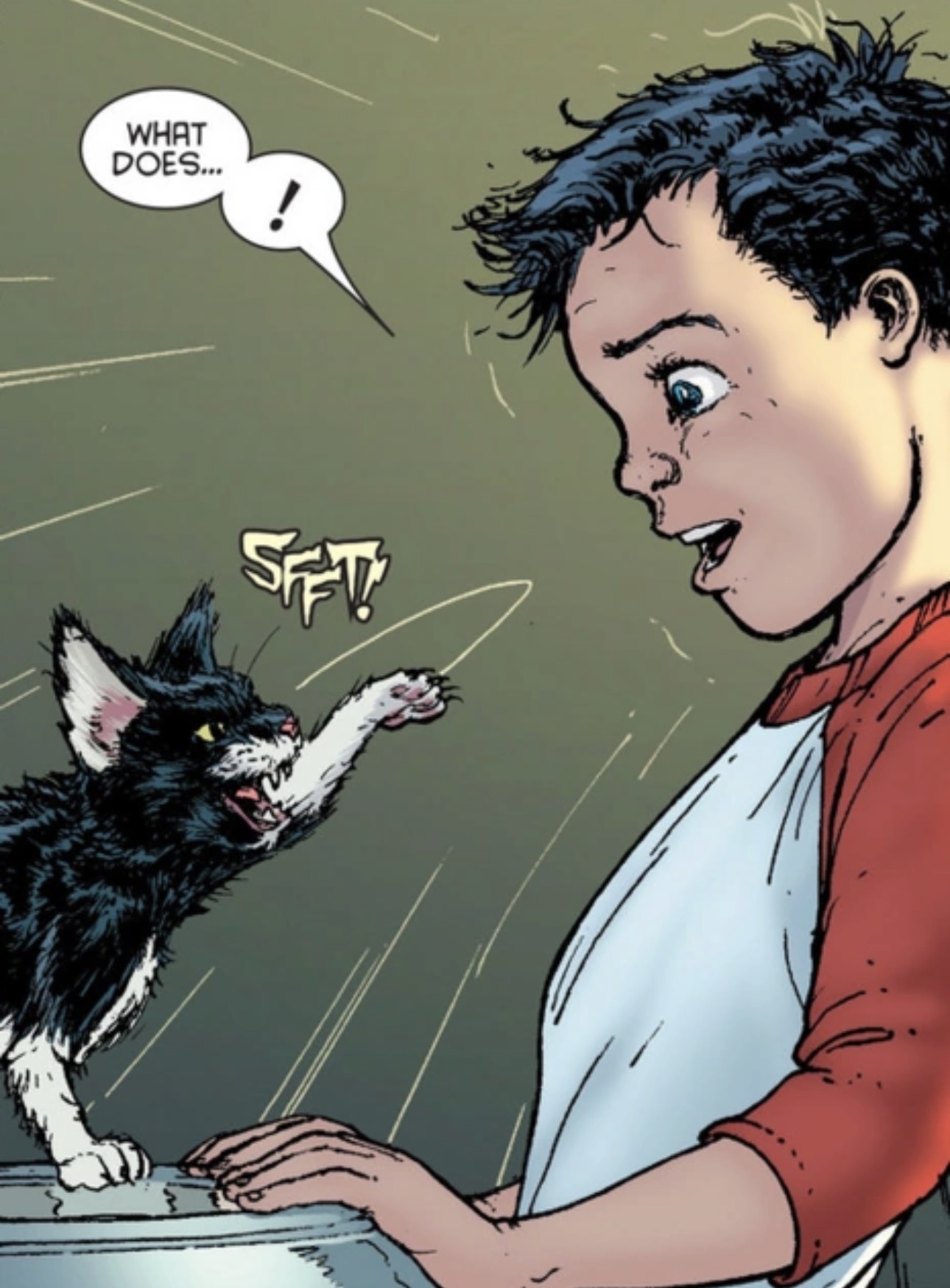 <p>The Bat Cat</p>