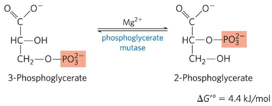 <p>Eight reaction: 3-phosphoglycerate ←→ 2-phosphoglycerate</p><ul><li><p>Phosphoglycerate mutase catalyzes the reversible shift of phosphorylation group</p></li></ul><p></p>
