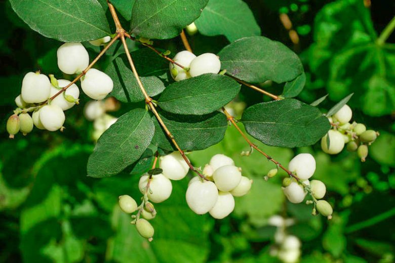 <p>Snowberry</p>