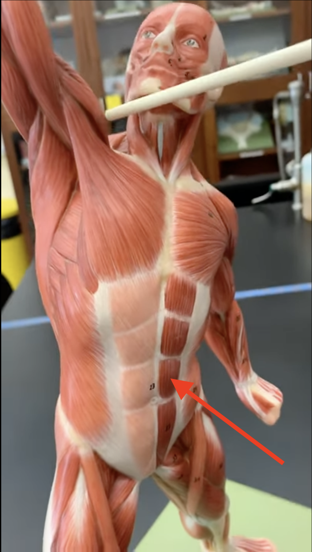 <p>Rectus Abdominis</p>