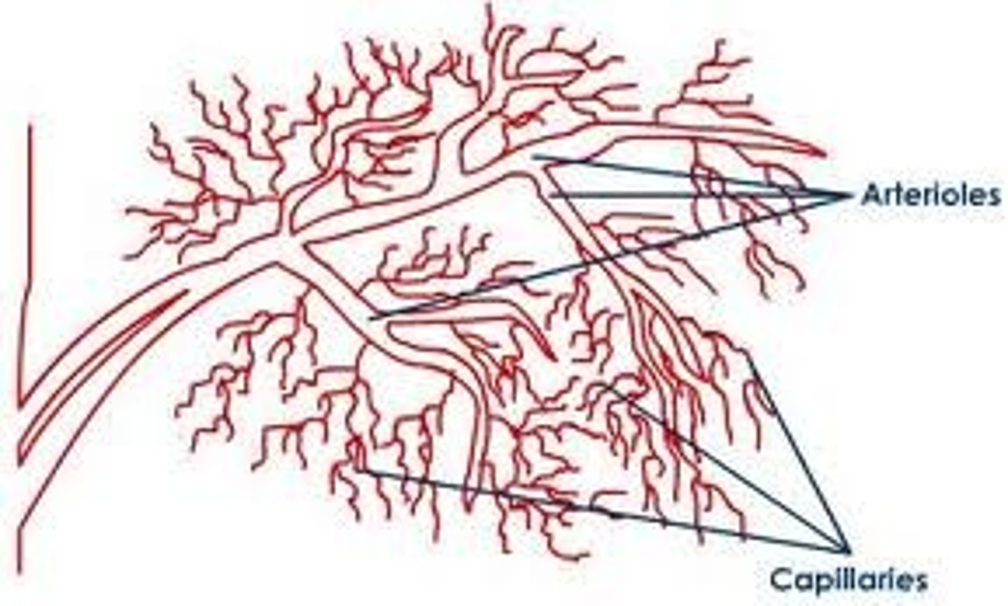 <p>The smallest branches of arteries leading to the vast network of capillaries.</p>