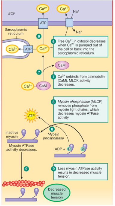 <p>Events that lead to contraction pt 2</p>