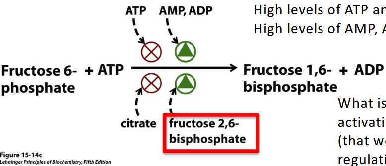<p>fructose 1,6-Bisphoshate : component in glycolysis in the preparatory phase</p><p>fructose 2,6 - Bisphosphate - stimulates glycolysis by activating PFK 1 and inhibits gluconeogenesis</p>