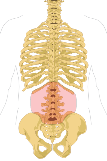<p>Which Body Landmark?</p>