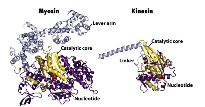 <p>In vitro motility assays</p><ul><li><p><strong>Kinesins</strong> = similar ATP binding/hydrolytic core domain to myosin</p></li><li><p><strong>Dynein</strong> = unique catalytic core</p></li></ul><p></p>