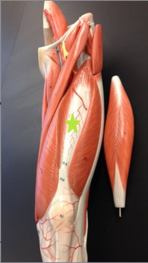 <p>origin: anterior surface of femoral shaft insertion:tibial tuberosity</p>