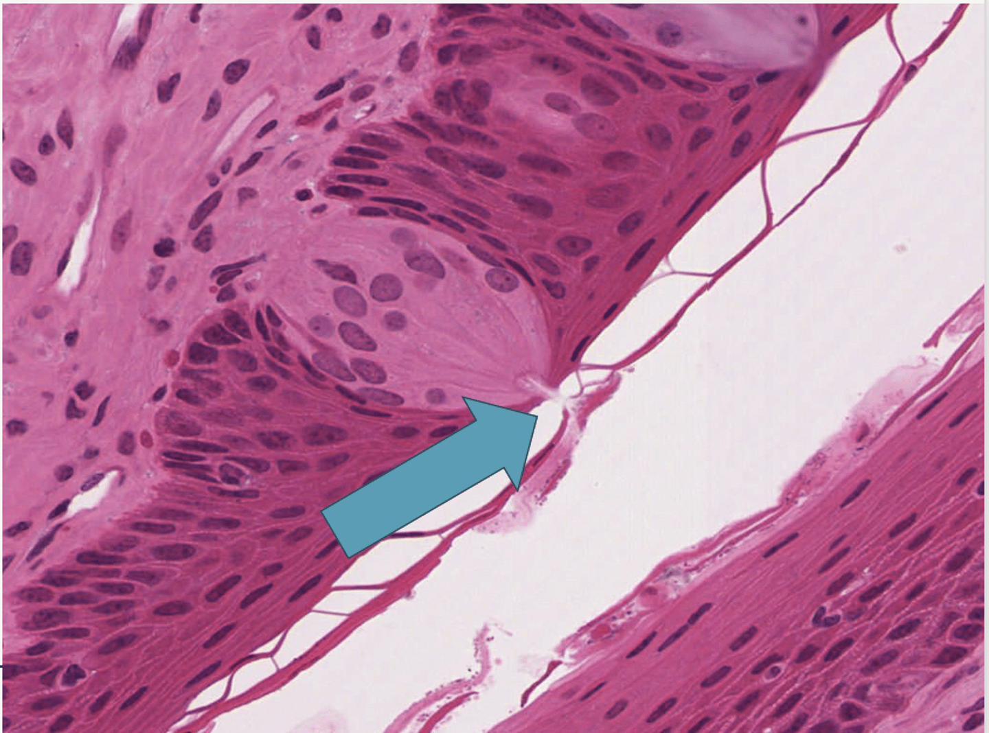 <p>identify the structure</p>