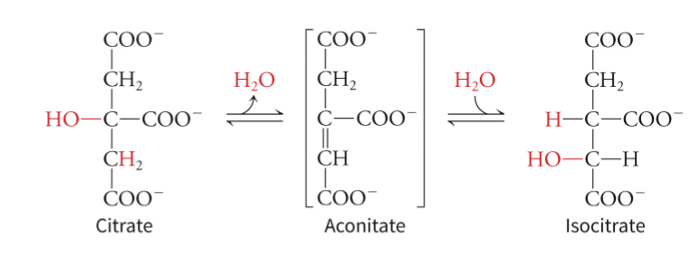 <p>isomerizes it to isocitrate - citrate is a symmetrical molecule, yet only one of its two carboxymethyl arms undergoes dehydration and rehydration during the aconitase reaction</p>