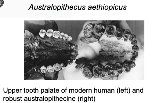 <p>Variety of derived features that suggest a diet of hard, tough plant foods</p><ul><li><p>sagittal crest (<span>a prominent ridge of bone running lengthwise along the top of the skull)</span></p></li><li><p>massive cheekbones</p></li><li><p>large palate</p></li><li><p>massive molars</p></li><li><p>thick enamel</p></li></ul><p></p>