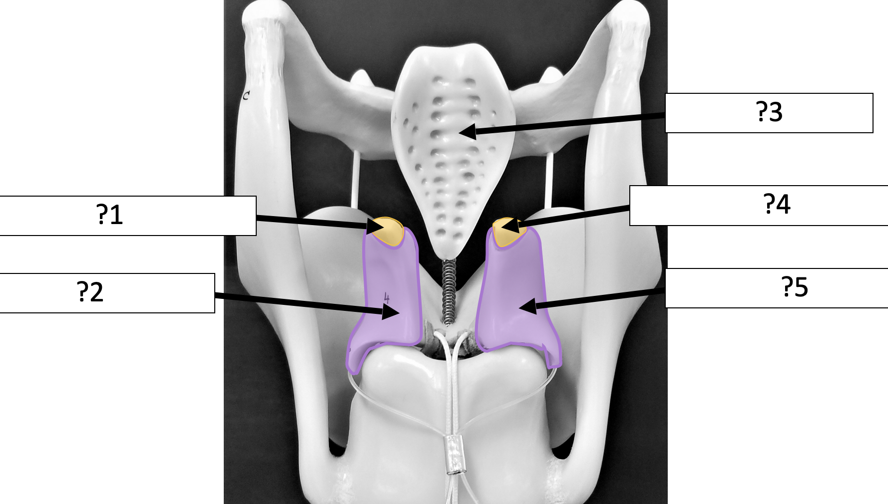 <p>2 Name the structure? </p>