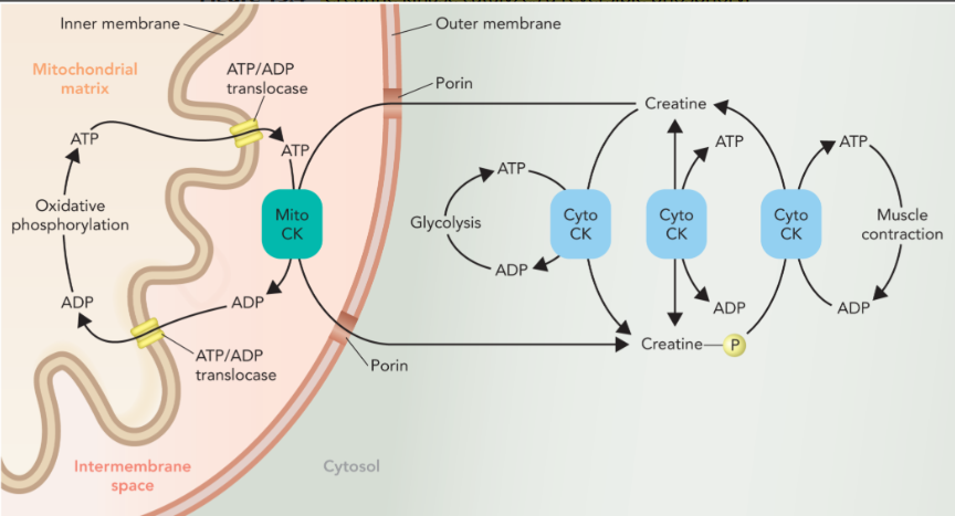<ul><li><p>two creatine kinase isozymes </p></li><li><p>mito CK moves phosphate from the mitochondrial matrix to the cytosol through phosphocreatine </p></li><li><p>phosphate is transferred to ADP in the cytosol to generate ATP for muscle contraction through cyto CK</p></li><li><p>cyto CK also phosphorylates creatine to generate phosphocreatine </p></li></ul><p></p>