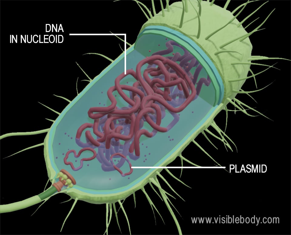 <p>Explain the Prokaryotic cell</p>