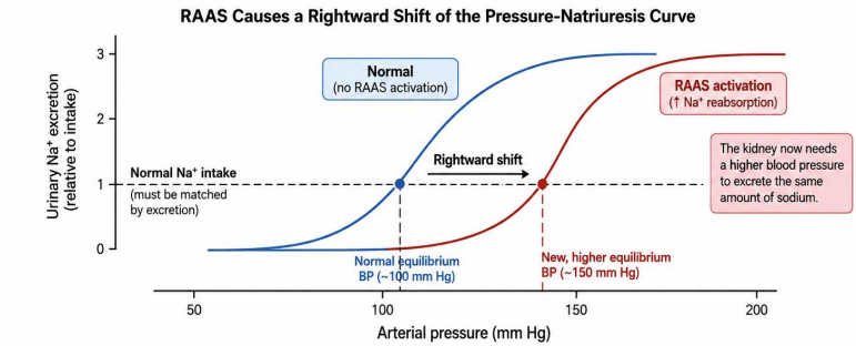 <p>Answer: To the right.</p><p>Extra Information:</p><ul><li><p>RAAS increases renal Na⁺ retention.</p></li><li><p>A higher BP is therefore needed to excrete the same amount of sodium.</p></li></ul><p></p>