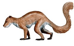 <p>Originate in Paleocene in 66-56 mya w/ grasping hands, petrosal bulla (bone in ear), and rounded molar cusps</p>