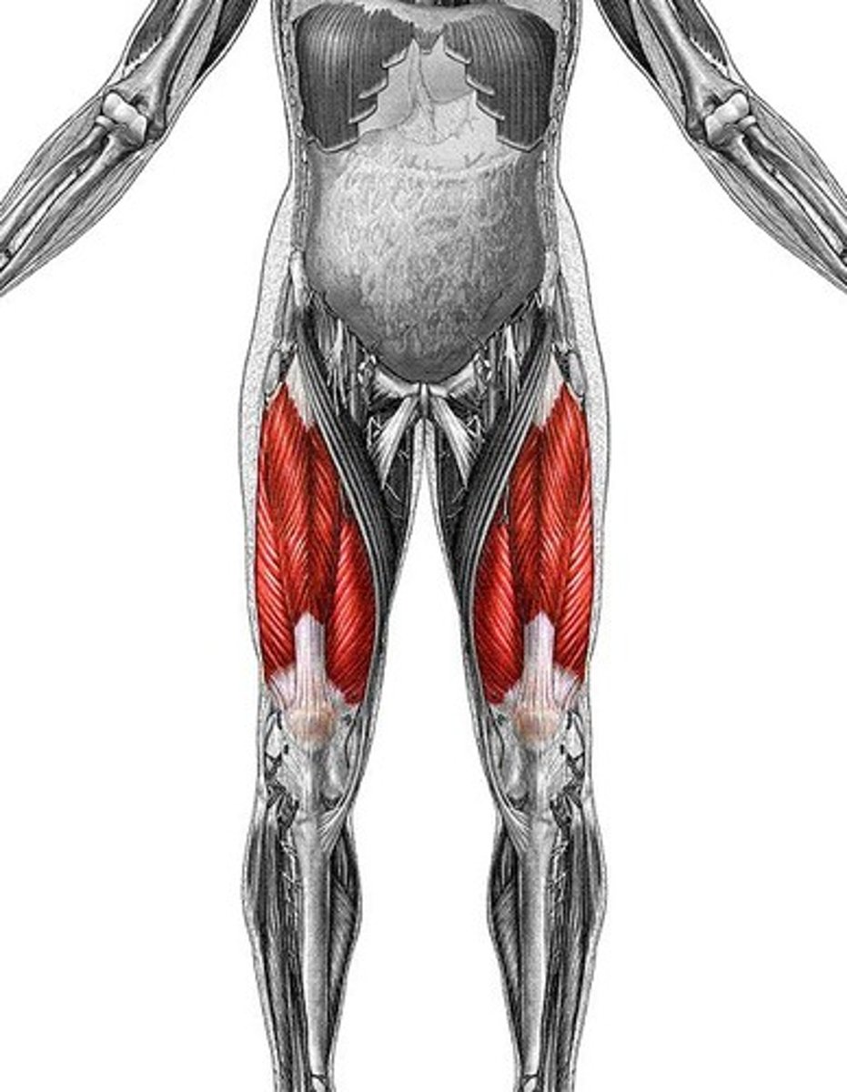 <p>combination of all quad muscles</p>