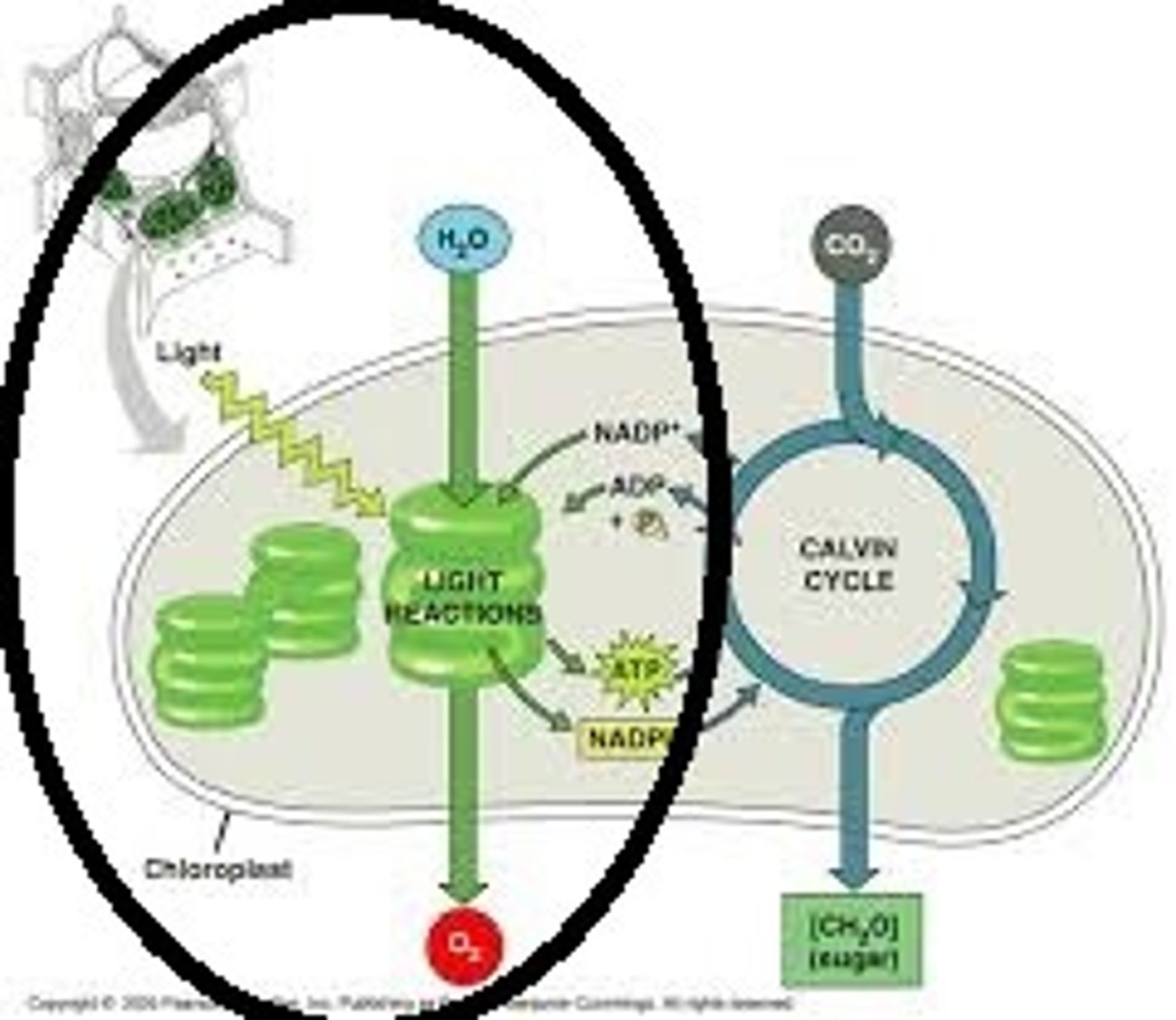 <p>Stage of photosynthesis that occurs in the thylakoid where water is split using light energy.</p>