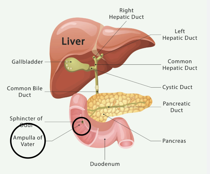 <p><span>a small, spherical reservoir in the duodenal wall where the common bile duct and pancreatic duct join</span></p>