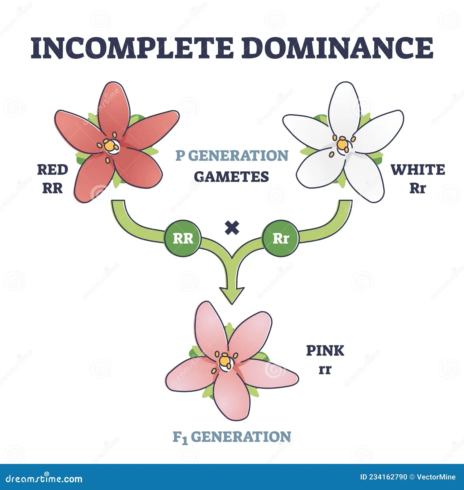 <p>Dominanza incompleta</p>