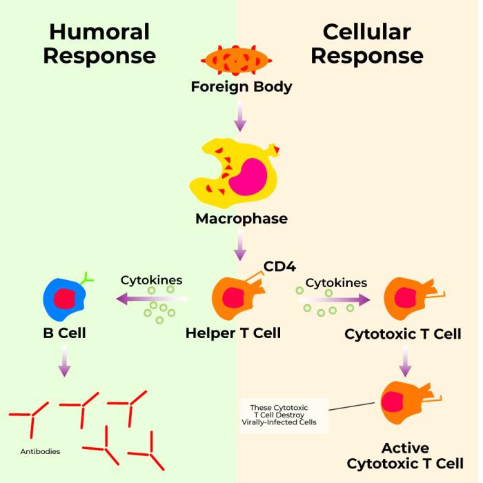 <p>Intracellular; cytokines</p>