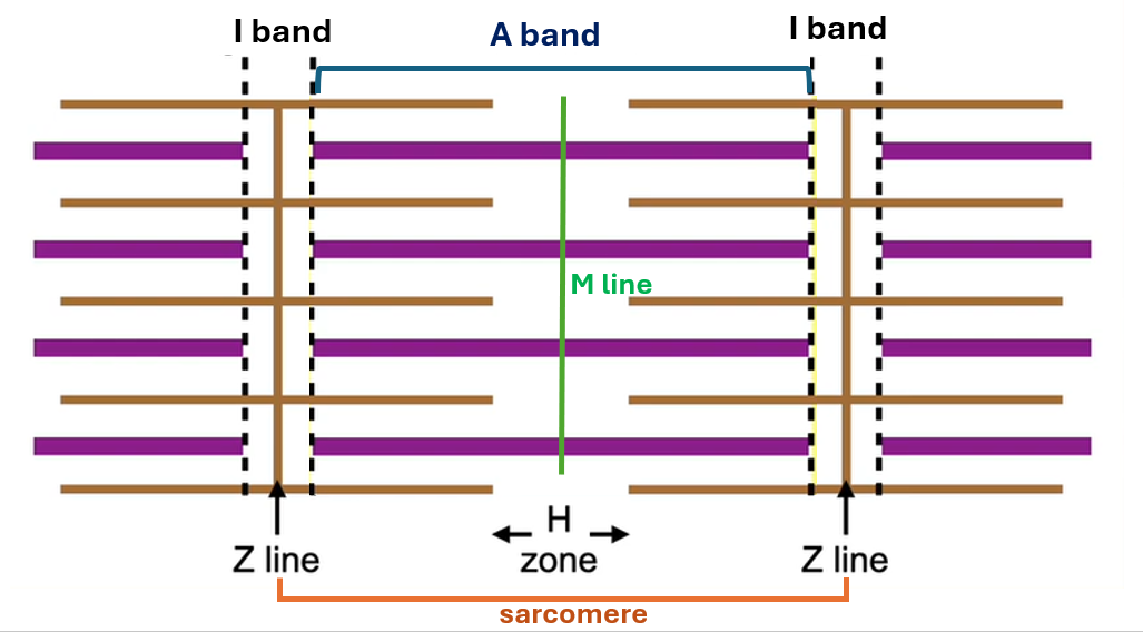<p><strong>A band (dark band)</strong></p><p>-contains <span>myosin and overlapping actin filaments [tip: d<strong><u>a</u></strong>rk= <strong>A </strong>band]</span></p><p><span><strong>I band (light band)</strong></span></p><p><span>-contains only actin filaments [tip: l<strong><u>i</u></strong>ght= <strong>I</strong> band]</span></p><p><span><strong>Z line</strong></span></p><p><span>-marks the ends of each sarcomere (central line within the I band)</span></p><p><span><strong>M line</strong></span></p><p><span>-central line of sarcomere</span></p><p><span><strong>H zone</strong></span></p><p><span>-contains only myosin filaments</span></p>