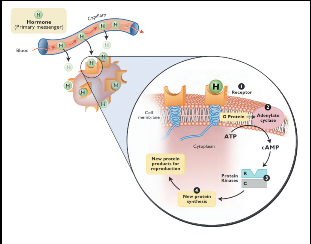 <p>Once receptor binds the hormone, target tissue performs new function</p><ul><li><p>often secretes another hormone that acts on a new target tissue</p></li></ul><p></p>