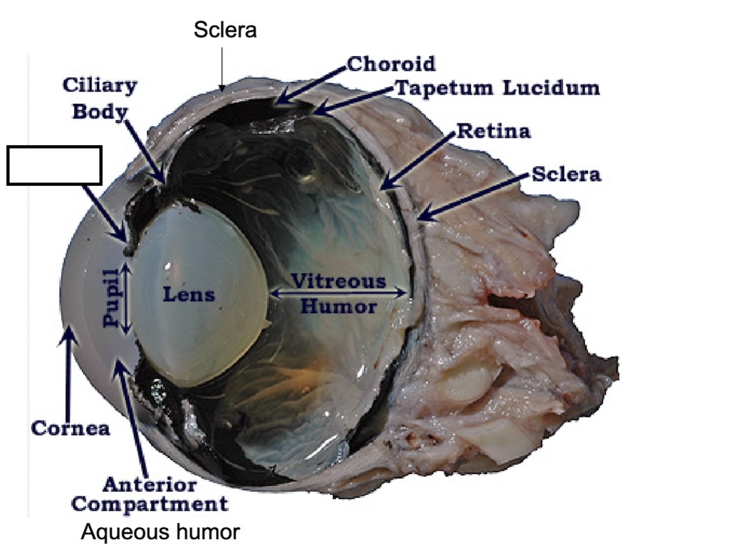 term image