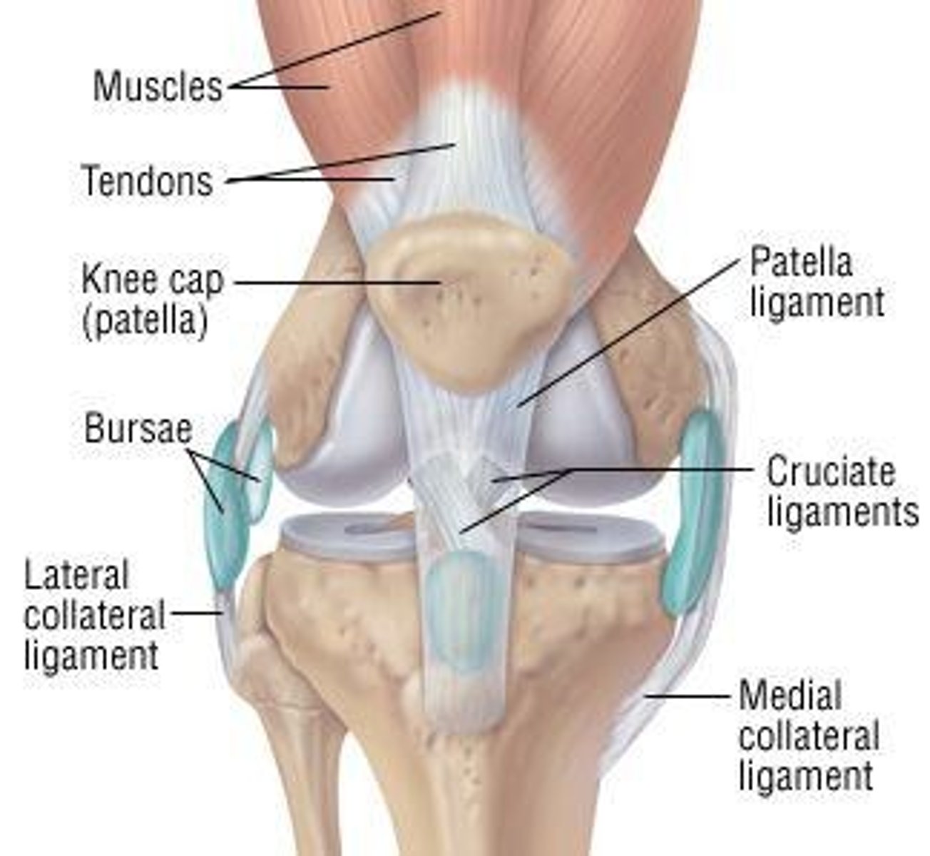 <p>Fibrous tissues connecting one bone to another bone.</p>