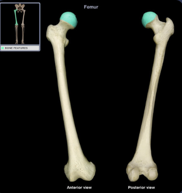 <p>expanded articular end</p>