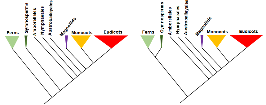 <p>do the two trees in the figure show different evolutionary relationships?</p>