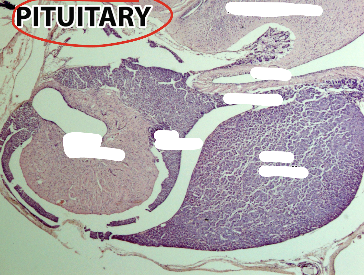 <p>The pituitary gland</p>
