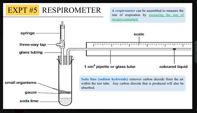 <p>Explain respirometer experiment #1</p>