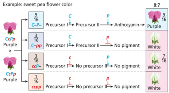 <p>9;7, both precursors are needed to get the colored phenotype, two gene interactions needed to get the color</p>